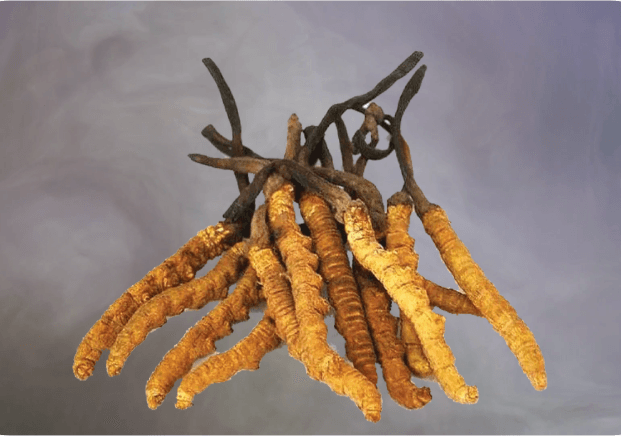 Cordyceps Synensis